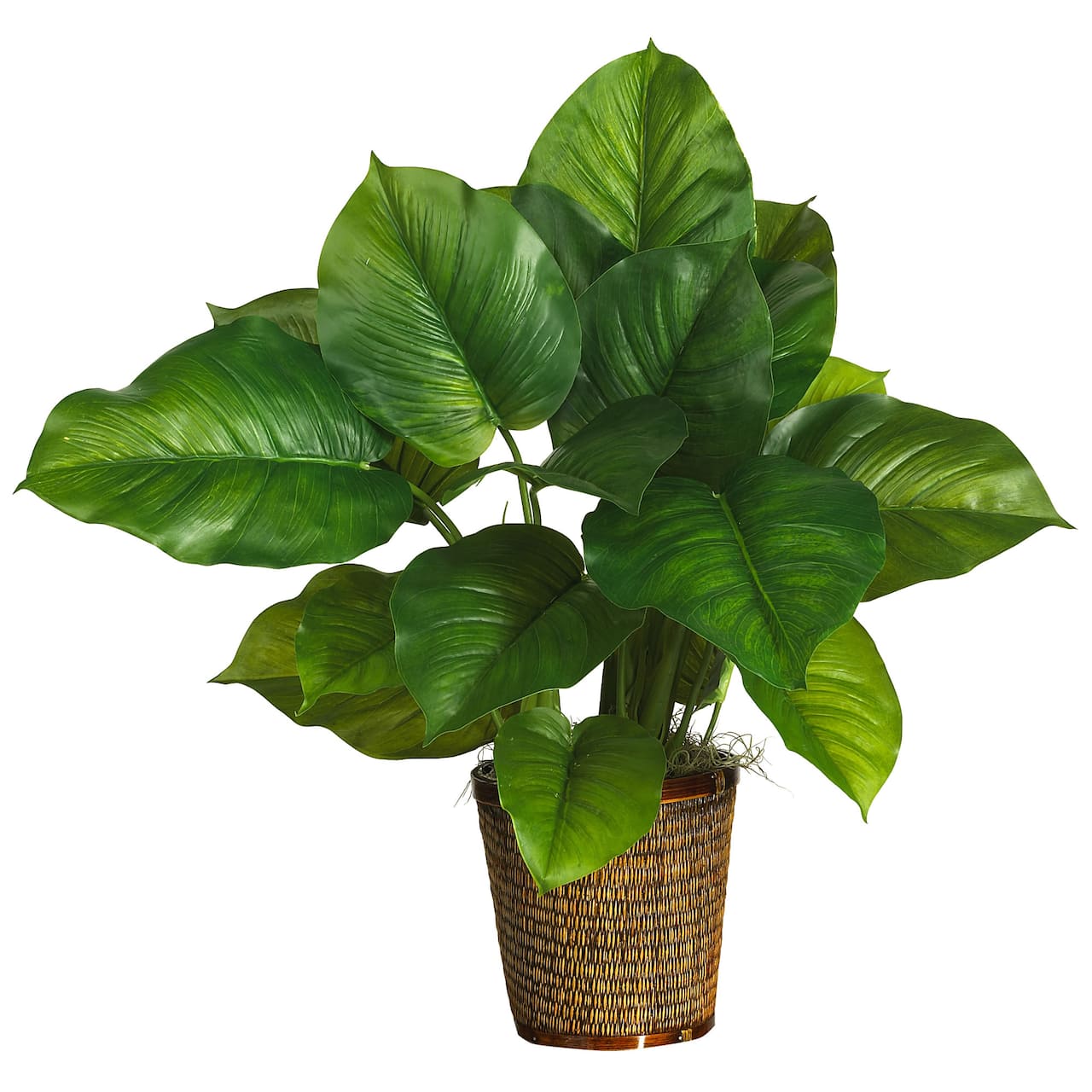 2.5ft. Large Leaf Philodendron Plant in Wicker Basket